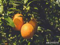 江苏众明禾商贸有限公司